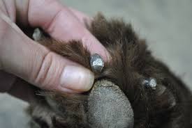 clipping nails on dogs with black