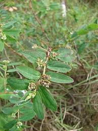 Image result for Euphorbia indica