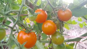 Check spelling or type a new query. The Best Tomatoes For The Southeast Finegardening