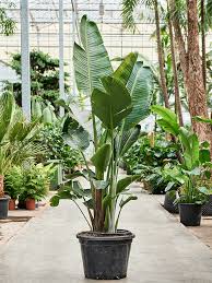 Image result for Strelitzia caudata