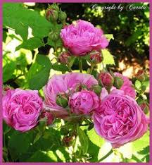 Laguna am bogen öfter blühende kletterrosen. 120 Rose Louise Odier Ideen In 2021 Rosen Garten Pflanzen