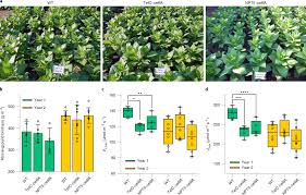 Check spelling or type a new query. Field Grown Tobacco Plants Maintain Robust Growth While Accumulating Large Quantities Of A Bacterial Cellulase In Chloroplasts Nature Plants