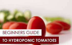 The Beginners Guide To Hydroponic Tomatoes Upstart University