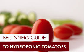 the beginners guide to hydroponic tomatoes upstart university