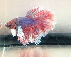 Lavender Salamander Dumbo Big Fins Halfmoon Hm Male Live Betta Fish Betta Fish Betta Fish