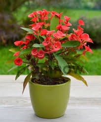 Image result for Euphorbia eylesii