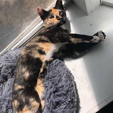 New Bed Update Lizzo Approves Lizzolemon Lizzo Calico Kittensofinstagram Kittensofthegram Newbed Catbed Oregon Pnw Lemon 3 Resim