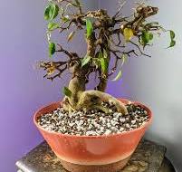 Ficus Religiosa tree care and maintenance for smaller leaves