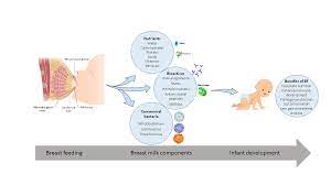 Nutrients Free Full Text Breast Milk A Source Of Beneficial Microbes And Associated Benefits For Infant Health Html