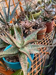 Image result for Aloe canis