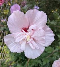 Image result for Hibiscus syriacus ´Pink Chiffon