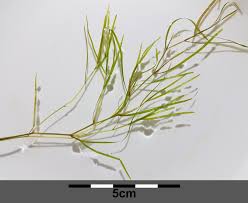 Image result for Potamogeton pusillus