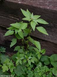 Image result for Acalypha polymorpha