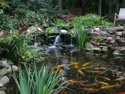 Fncponds is a certified koi pond contractor that provides exceptional water feature design and maintenance services to dfw and north texas areas. Water Garden And Koi Pond Designs For The Backyard And Patio