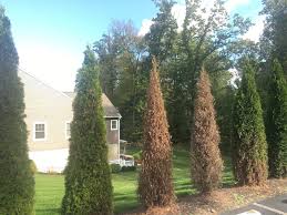 Image result for thuja drying out dead dried symptoms)