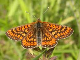 Image result for Aurinia