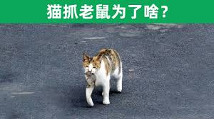 pin by 之最世界on 为什么 cats animals dogs