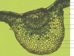 Image result for Dyschoriste radicans