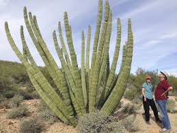 I camped there with my wife; The Organ Pipe Cactus Science Math Stimulusco Biological Sciences