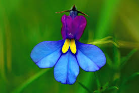 Image result for Monopsis