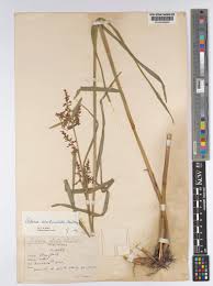 Image result for Scleria