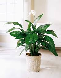 Pictures of flowering house plants. 17 Best Flowering Houseplants Balcony Garden Web