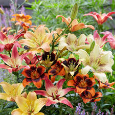 Die sehr attraktiven blüten der lilien sind ein schöner blickfang im garten. Asiatischer Lilien Mix Lilien Blumenzwiebeln Ahrens Sieberz Pflanzenversand Gartenbedarf