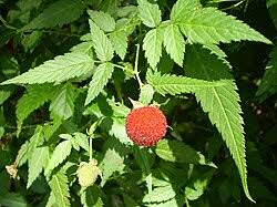 Image result for Rubus rigidus