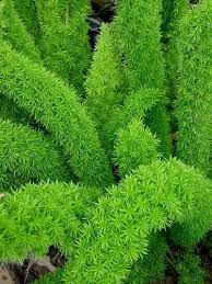 Find many great new & used options and get the best deals for foxtail fern * asparagus densiflorus meyersii houseplant bedding containers seed at the best online prices at ebay! Asparagus Densiflorus Myersii Myers Foxtail Fern Plants Fern Plant Ferns Garden