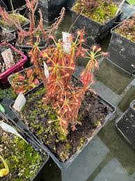 Image result for Drosera madagascariensis