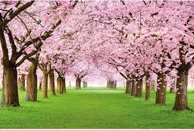We hope you enjoy our growing collection of hd images to use as a background or home screen for please contact us if you want to publish a japan cherry blossom wallpaper on our site. Photo Wallpaper Cherry Blossom Picture Decoration Spring Tree Avenue Nature Japan Landscape Sakura Bloom Tokyo Flowers Image Decor Wall Mural 82 7x55 1in 210x140cm Amazon Ca Home Kitchen