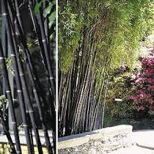 Black Bamboo Plants For Sale Ireland Black Bamboo Screen Barrier Bamboo Screening Black Bamboo Indoor Garden
