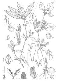 Image result for Justicia tenella