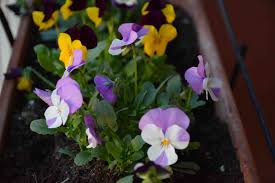 Poklon kartice aktiviraju se na blagajni u trgovini prilikom kupovine kartice, a svaki kupac uz račun dobiva i. Viola Del Pensiero La Primavera Sul Balcone Di Casa