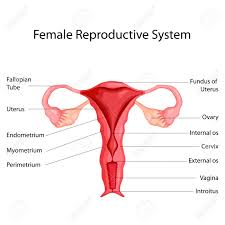 Education Chart Of Biology For Female Reproductive System Diagram