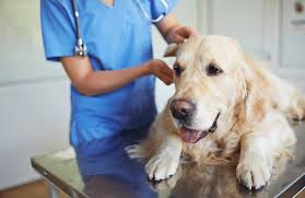 Symptoms of liver cancer in dogs decreased appetite. 12 Warning Signs Of Cancer In Dogs That Every Owner Should Know Reader S Digest Australia