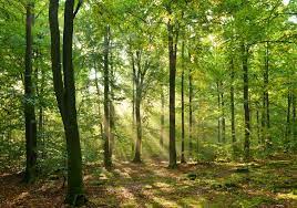 It's available in a variety of colors for modeling forests in any. Canopy Reports Low Risk Audit Results For Kelheim Fibres Materials Production News News