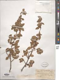 Image result for Ochna ovata