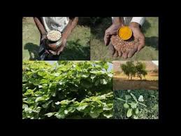 Image result for Acrachne