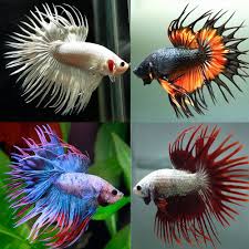 Find betta fish for sale at your local petsmart store! Betta Siamese Fighting Fish Premium Assorted Crown Tail Male Aquarium Central