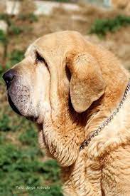 Mastin Espanol Montes Del Pardo Dog Boarding Spanish Mastiff Dogs