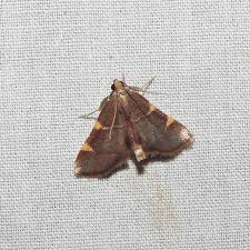 Image result for Adenia dolichosiphon