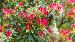 Image result for Pieris japonský obrázek