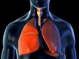 Pin By Our Time To Learn On Respiratory System Lungs Human Anatomy And Physiology Body Systems Lunges