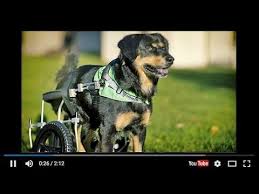 Anti Bullying Project Saving Sadie An Anti Bullying Film Anti Bullying Animal Abuse Helping Kids
