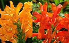 Image result for Tecomaria