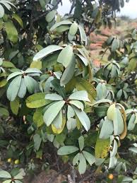 Image result for Englerophytum magalismontanum