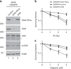 A mutation of this sort changes all the amino acids downstream and is very likely to create a nonfunctional product since it may differ greatly from the normal protein. Combined Poly Adp Ribose Polymerase And Ataxia Telangiectasia Mutated Rad3 Related Inhibition Targets Ataxia Telangiectasia Mutated Deficient Lung Cancer Cells British Journal Of Cancer