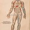 Anatomy art by leonardo da vinci from 1492. 1