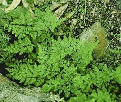 Image result for Cheilanthes involuta